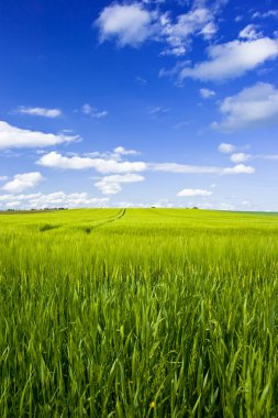 Field with blue sky clipart