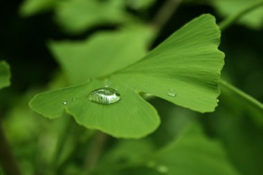 Yeşil ginkgo yaprağı