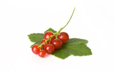 Redcurrants iki yeşil yapraklarda