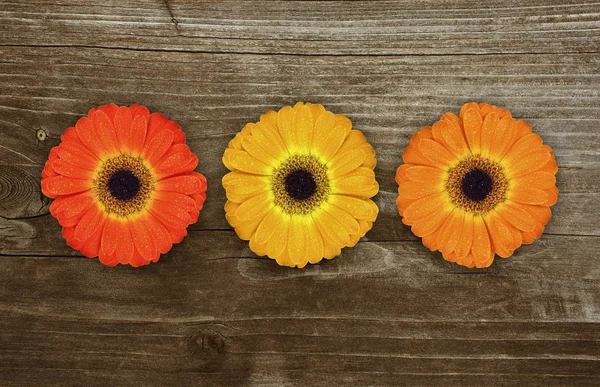 Gerbera-Blumen — Stockfoto