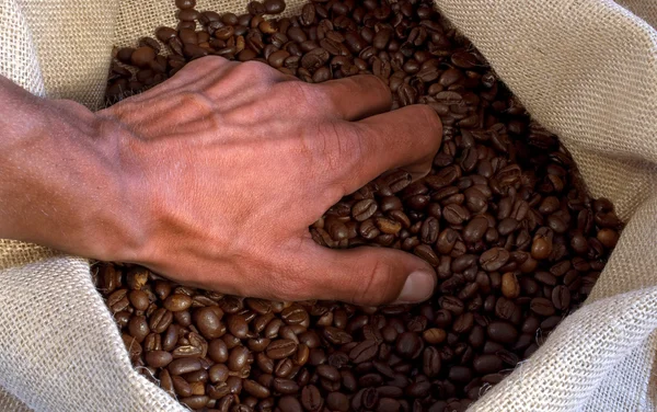 Hand takes coffee beans — Stock Photo, Image