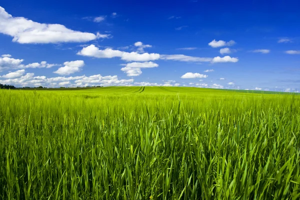 푸른 하늘 이 있는 밭 — 스톡 사진