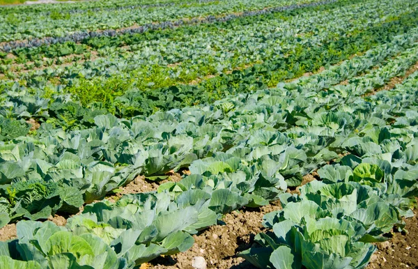 Plantation of white cabbage — Stock Photo, Image