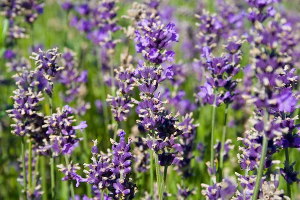 stock image Lavender