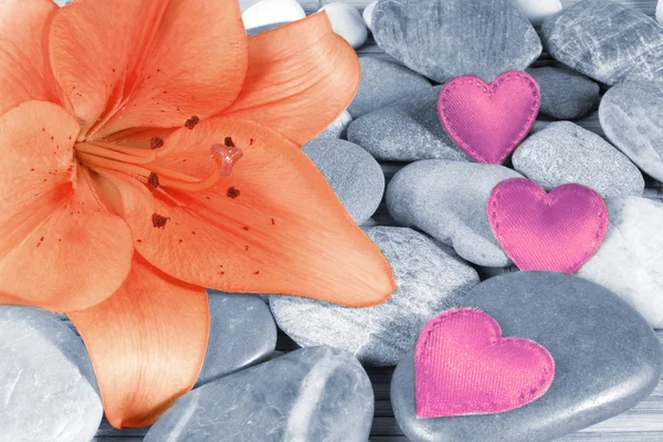 Прекрасний розквіт лілії — стокове фото