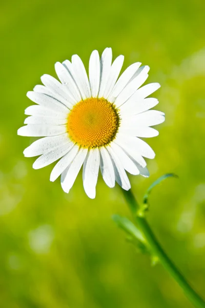 Daisy flower in the garden — Stock Photo, Image