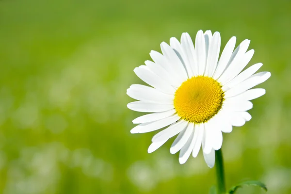 Daisy flower in the garden — Stock Photo, Image