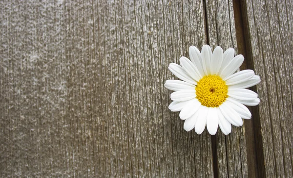 Daisy blossom on old wood — Stock Photo, Image