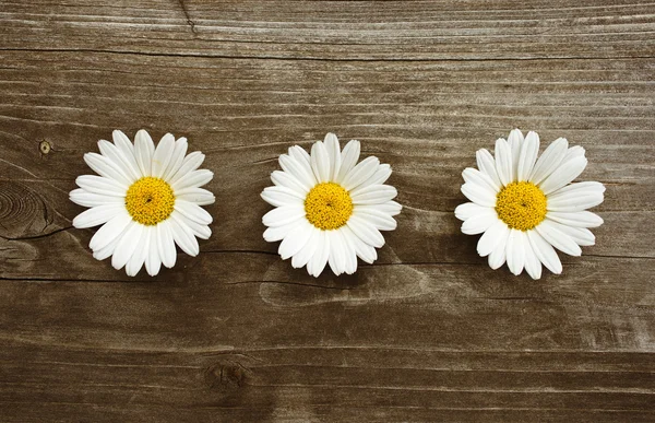 Daisies blossom on old wood — Stock Photo, Image