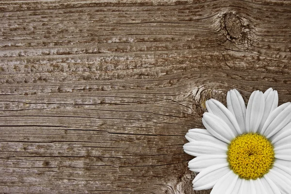Stokrotka kwiat na Stare drewno — Zdjęcie stockowe