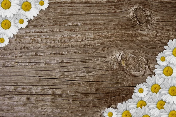 stock image Wood with little daisies