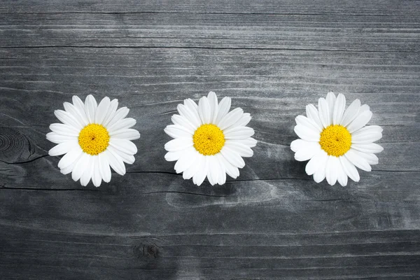 Τρία λουλούδια μαργαρίτα — Φωτογραφία Αρχείου