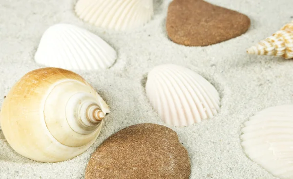 stock image Different shells on sand