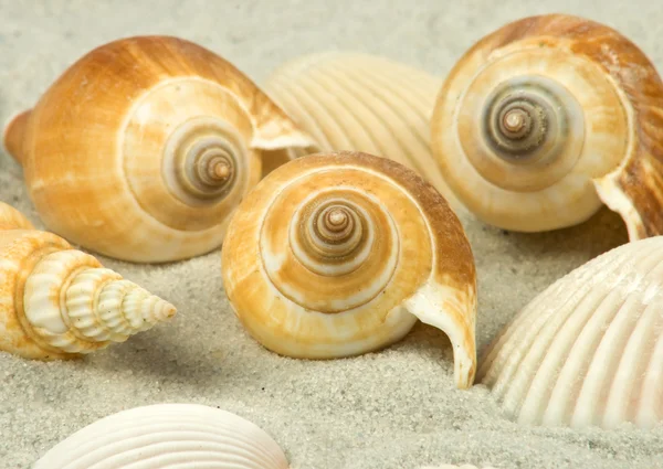 Different shells on sand — Stock Photo, Image