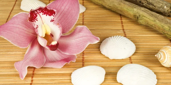 Blossom of orchid with shells — Stock Photo, Image