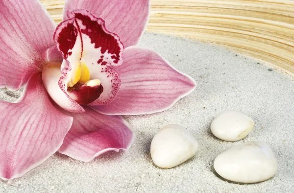 Orchidee mit weißen Steinen — Stockfoto
