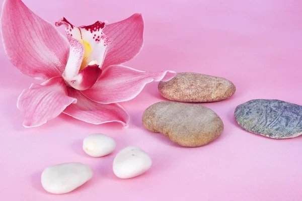 Růžová orchidej s drobnými kamínky — Stock fotografie