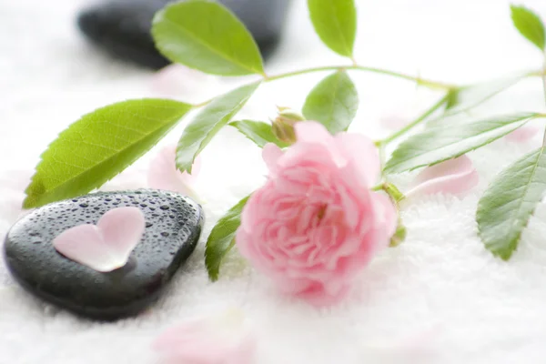 Stein mit Blüten und Blütenblättern — Stockfoto