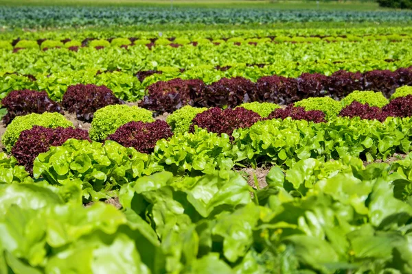 Fresh lettuce plantation — Stock Photo, Image