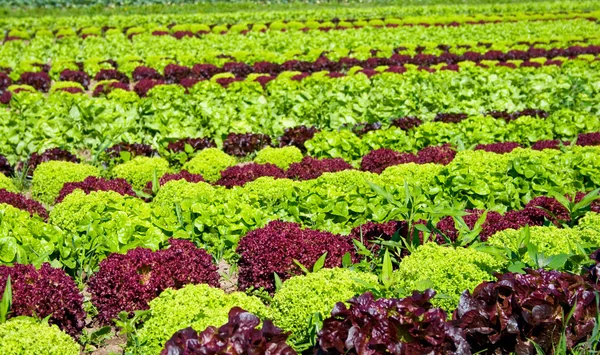 Fresh lettuce plantation — Stock Photo, Image