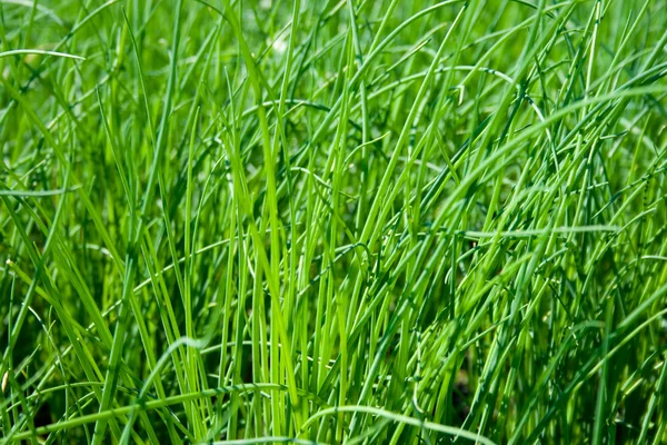 stock image Fresh and young chives