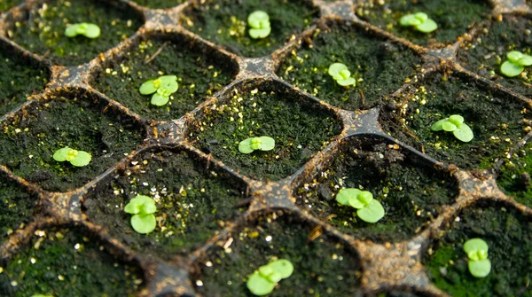 stock image Plantation of seedlings