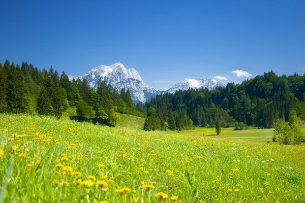 stock image Meadows and mountains