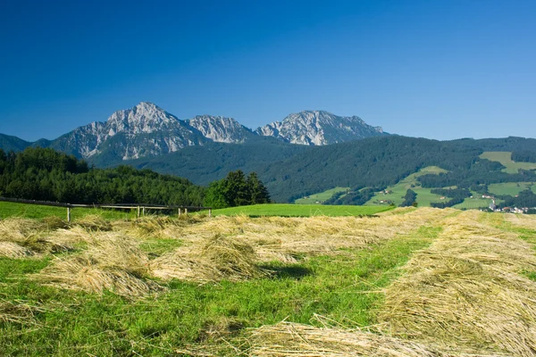 stock image Mountains and corn field