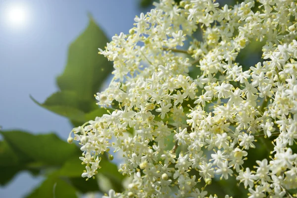 stock image Fresh elder in the garden