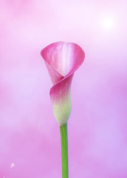美丽的马蹄莲花 — 图库照片
