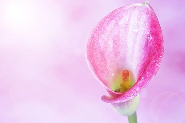 Calla όμορφο λουλούδι — Φωτογραφία Αρχείου