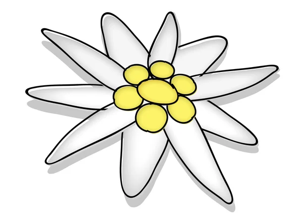 エーデルワイスの花を描く — ストック写真