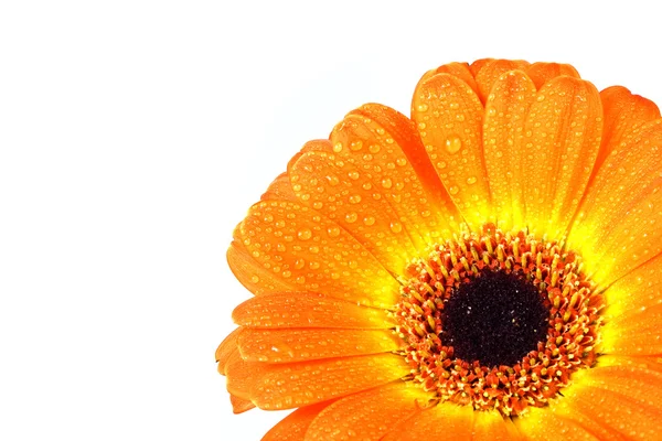 Gerberer λουλούδι με waterdrips — Φωτογραφία Αρχείου