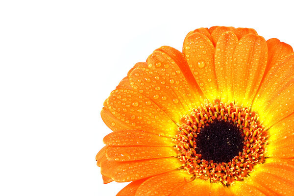 Isolated orange gerberer flower with waterdrips