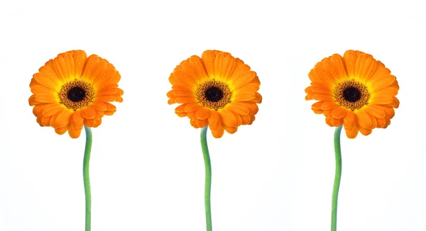 Λουλούδια πορτοκαλί ζέρμπερες — Φωτογραφία Αρχείου
