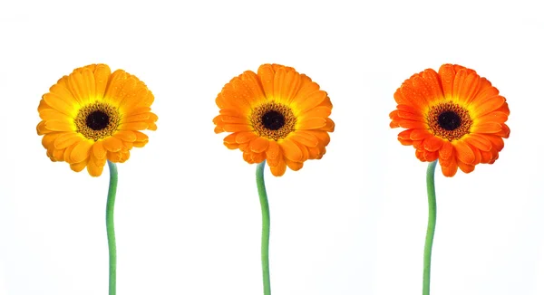 Gerbera flowers with different colors — Stock Photo, Image