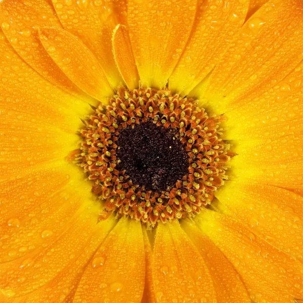 Gyönyörű gerbera virág — Stock Fotó