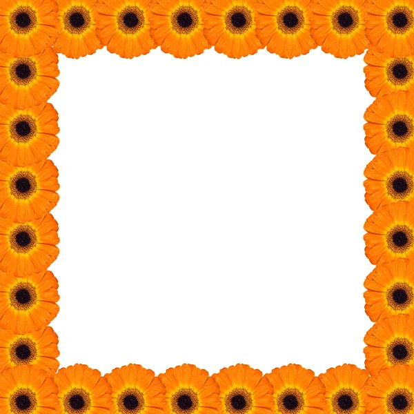 Rahmen mit Gerbera-Blüten — Stockfoto