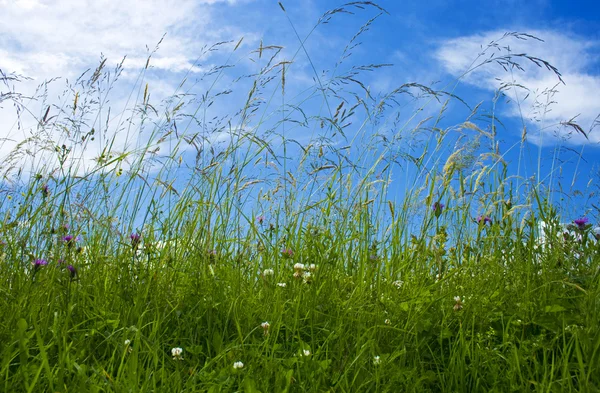 Свежая трава с цветами — стоковое фото
