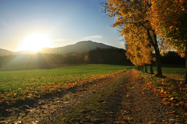 Bawarski krajobraz z drzewa klonowego — Zdjęcie stockowe