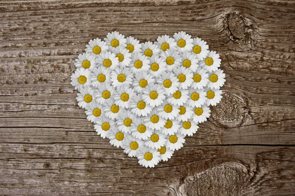 Daisies on old wood board — Stock Photo, Image