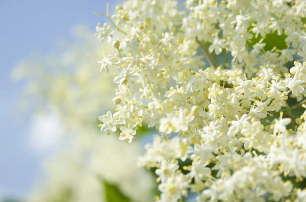 stock image Elder Plant