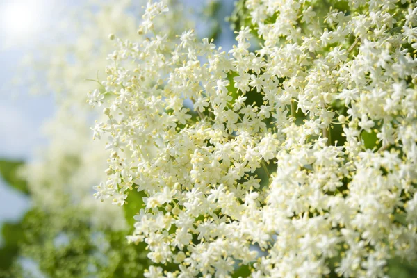 Stock image Elder Plant