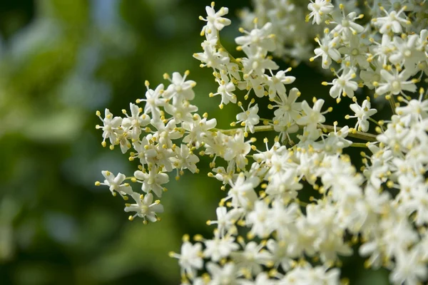 stock image Fresh elder in the garden