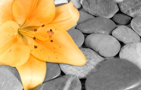 Прекрасний розквіт лілії Стокове Фото