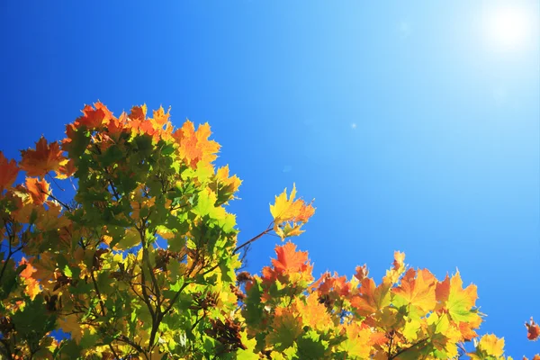 Кленовий листя дерев Ліцензійні Стокові Зображення