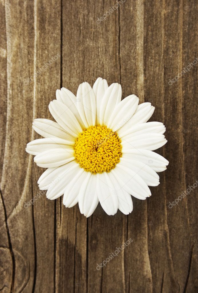 Daisy blossom on old wood