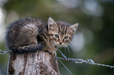 ahşap üzerine yavru kedi