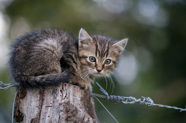 stock image Kitten on wood