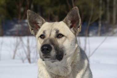 snowy orman içinde beyaz bir köpek